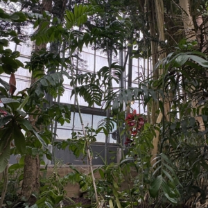 Krohn Conservatory Chamaedorea seifrizii