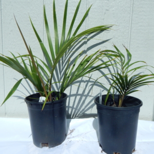 Phil Bergman Rhopalostylis sapida