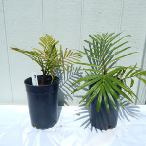 Phil Bergman Chrysalidocarpus leptocheilos