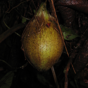 Juan Carlos Copete Bactris chocoensis fruit