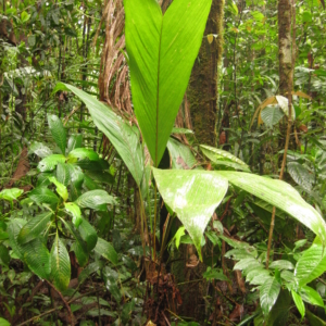 Juan Carlos Copete Bactris chocoensis 3