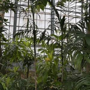 Krohn Conservatory Chamaedorea schippii