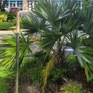Dylan Leucothrinax morrissii resized