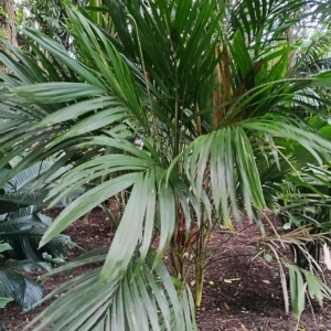 David Parker Linospadix minor