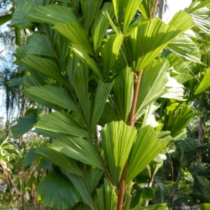 Pierre Olivier Albano Caryota no
