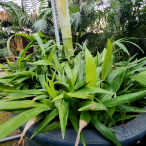 Solitaire Palm seedlings