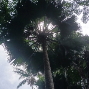 David Parker Bismarckia nobilis