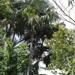 Pierre-Olivier Albano Mauritiella macroclada 1