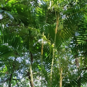 David Parker Pinanga adangensis 2