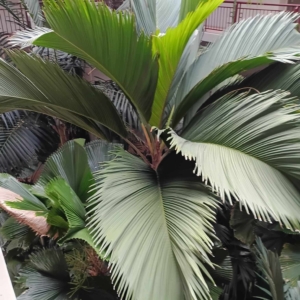 David Parker Thief Palm