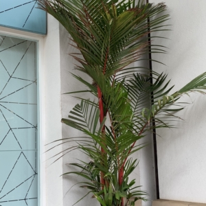 Sealing wax palm #4