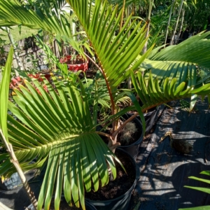 JC Jungles Bottle Palm