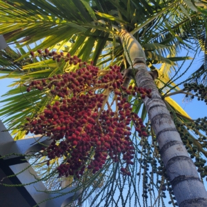 Solitaire Palm seeds