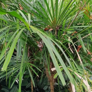 David Parker Licuala parviflora 1