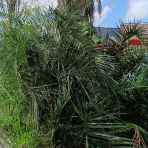 David Parker Phoenix reclinata 1