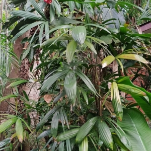 David Parker Rhapis subtillis