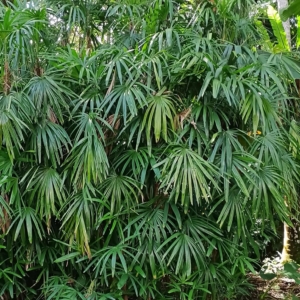 David Parker Rhapis excelsa