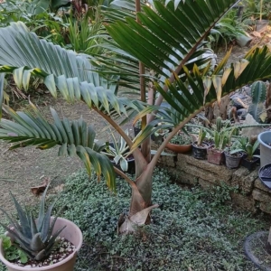 Hector Raul Dominguez Ortega Bottle Palm