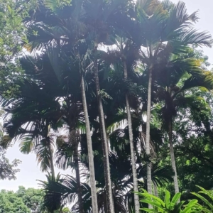 David Parker Verschaffeltia splendida