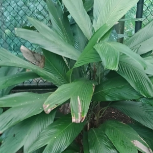 David Parker Pinanga simplicifrons