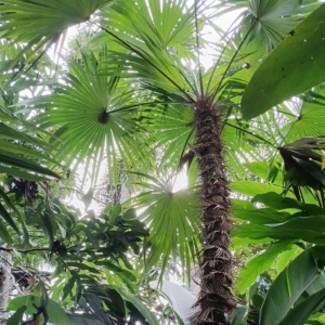 David Parker Zombia antillarum 1