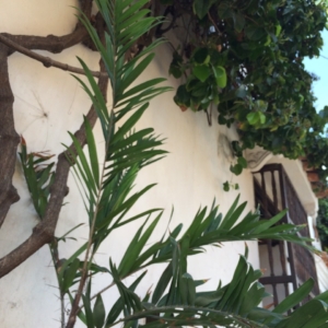Pierre Olivier Albano Bactris guineensis