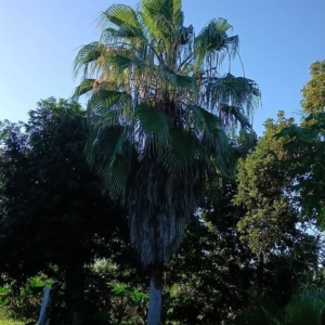 Hector Raul Dominguez Ortega Washingtonia robusta