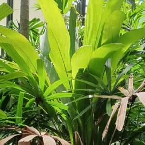 David Parker Pinanga mirabilis