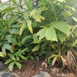 Caryota mitis seedlings