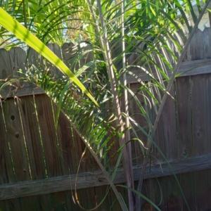 JC Jungles triangle palm