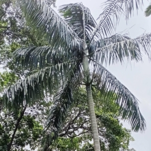 David Parker Cyrtostachys loriae