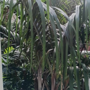 David Parker Nephrosperma van-houtteanum 2
