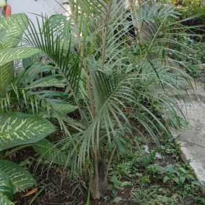 Hector Raul Dominguez Ortega Triangle Palm