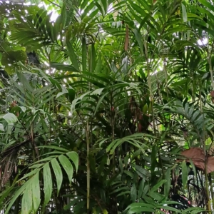 David Parker Pinanga riparia