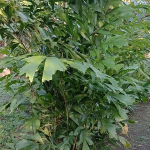 Hector Raul Dominguez Ortega Fishtail Palm