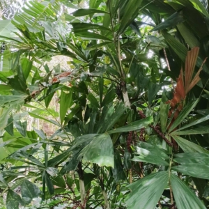 David Parker Ptychosperma waitianum