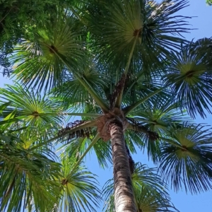 David Parker Mauritia flexuosa