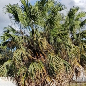 David Parker Livistona chinensis