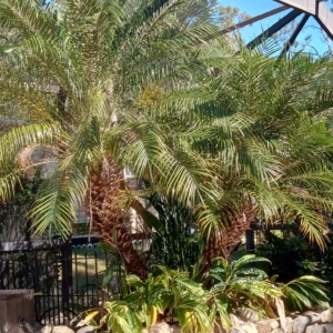 JC Jungles 2 Pygmy Date Palms