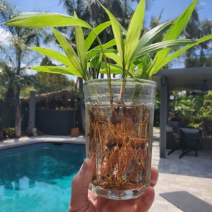 King Palm seedlings