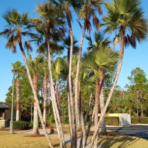 JC Jungles Paurotis Palm