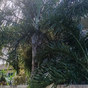 David Parker Chrysalidocarpus madagascariensis 2