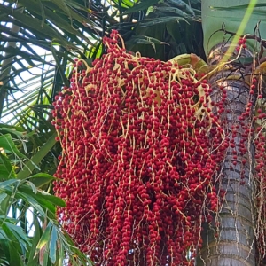 King Palm seeds