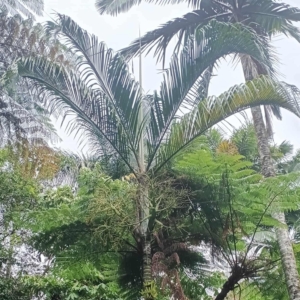 David Parker Chrysalidocarpus onilahensis