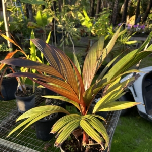 Jungle 9 Areca vestiaria maroon