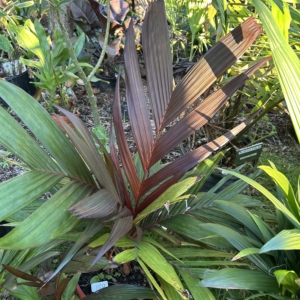 Jungle 9 Areca vestiaria maroon