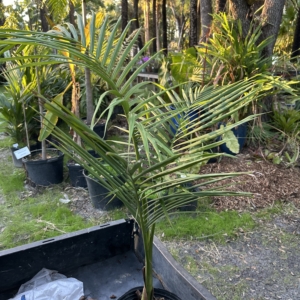 Jungle 9 Archontophoenix tuckerii
