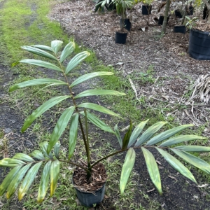 Jungle 9 Chambeyronia macrocarpa