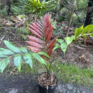 Jungle 9 Chambeyronia macrocarpa