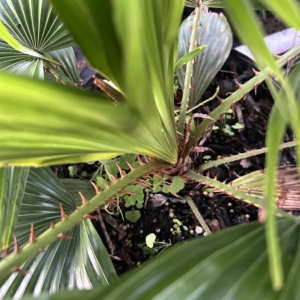 Jungle 9 Saribus